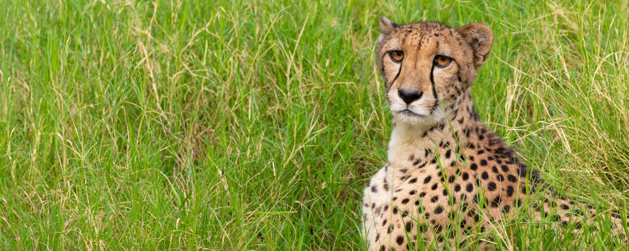 Celebrate cheetah day with The Living Desert Zoo and Gardens.