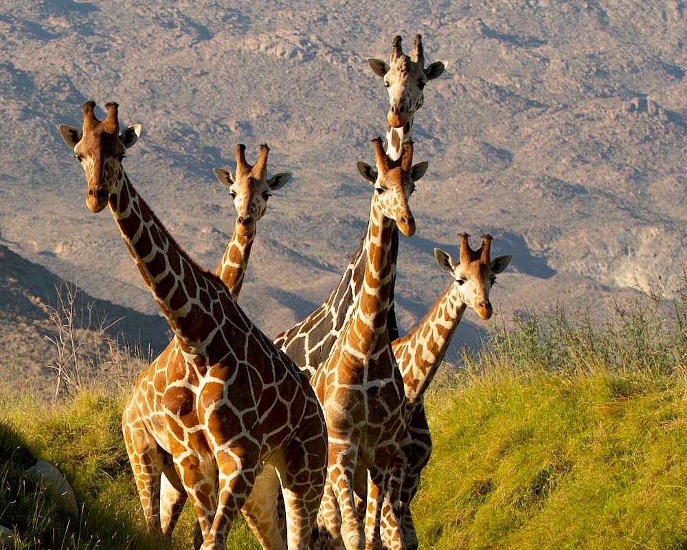 Celebrate World Giraffe Day at The Living Desert Zoo and Gardens.