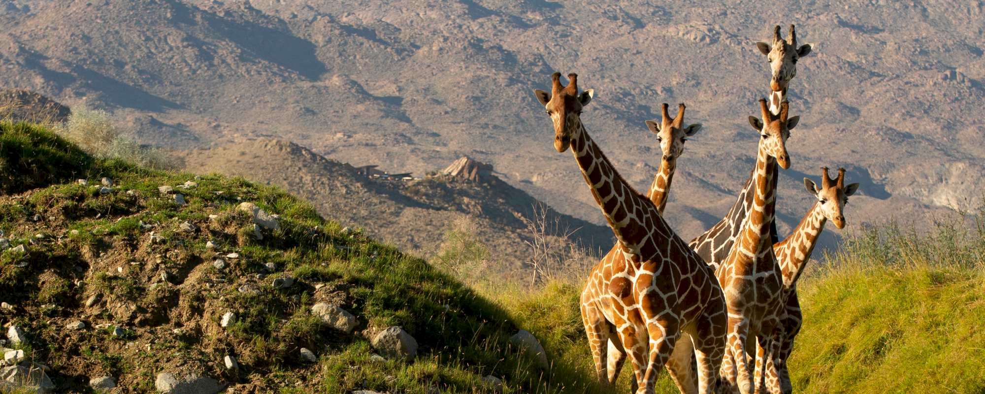 Celebrate World Giraffe Day at The Living Desert Zoo and Gardens.