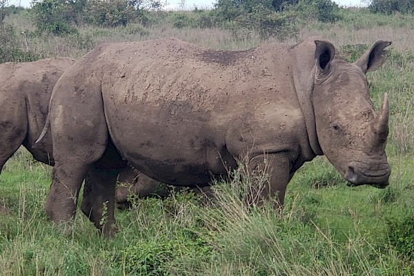 Rhinos at Nairobi National Park in Kenya
