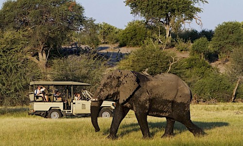 on safari in botswana
