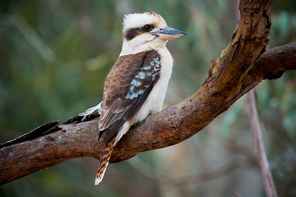 Kookaburra at The Living Desert Zoo and Gardens. Click to see more.