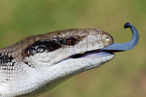 Blue-Tongued Skink at The Living Desert Zoo and Gardens. Click to see more.