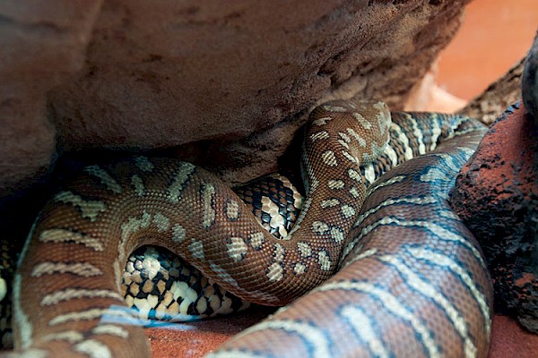 Centralian Carpet Python at The Living Desert Zoo and Gardens. Click to see more.
