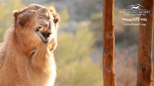 The Living Desert Zoom Background - Camel