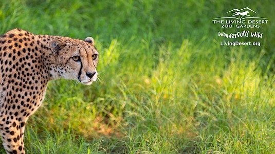 The Living Desert Zoom Background - Cheetah