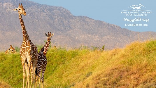 The Living Desert Zoom Background - Giraffe Habitat