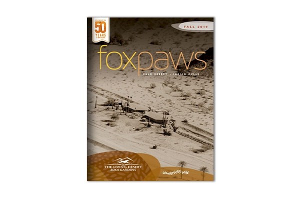 Foxpaws | Fall 2019
