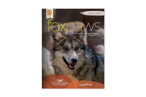 foxpaws fall 2020 cover