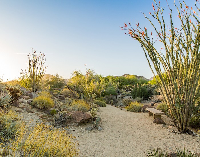 Stroll the Discovery Loop, a flat, sandy trail through a palo verde and smoketree desert woodland. (0.5 mi).