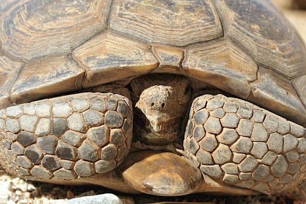 You Can Help Desert Tortoises