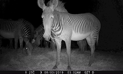 Camera Trapping Project | Zebra