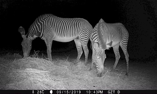 Camera Trapping Project | Zebra