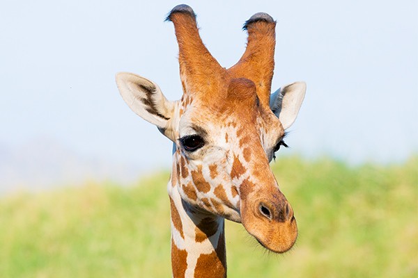 Kindergarten Virtual Education - Giraffe Juma