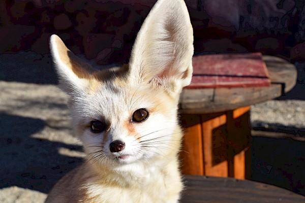 Fennec Fox at The Living Desert