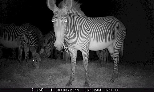 Herd of Zebras with one in the spotlight