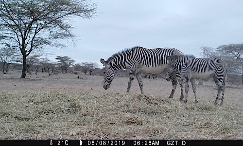 Adult zebra and calf
