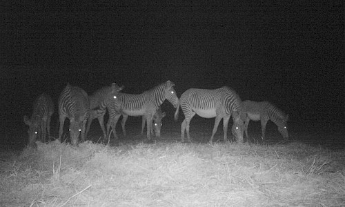 Herd of Zebras at Night