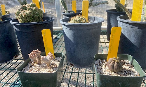 Confiscated plants under the care of The Living Desert as a Plant Rescue Center institution.