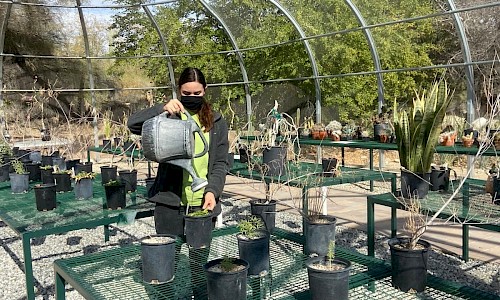 Plants in the Desert Plant Conservation Center are watered and tended to regularly. Natalie is watering plants destined for habitat restoration projects in partnership with the Bureau of Land Management.