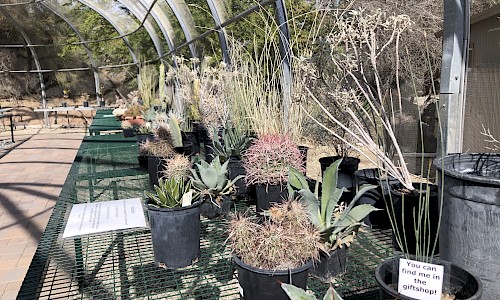 These plants have been propagated for various gardens around the zoo.