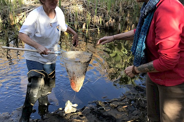 CDFW capturing desert pupfish for translocation into Chase Pond - and removing more than 40 invasive goldfish. Seen here assisted by Sarah Greely.