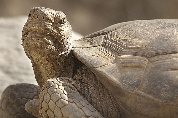 Desert tortoise education resources at The Living Desert Zoo and Gardens. Click for more information.