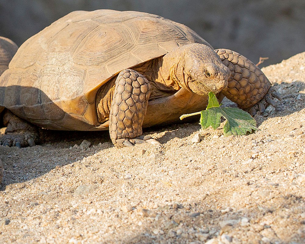 Desert Tortoise at The Living Desert Zoo and Gardens
