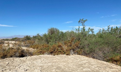 Tamarisk and iodine bush (Allenrolfea occidentalis) line the creek