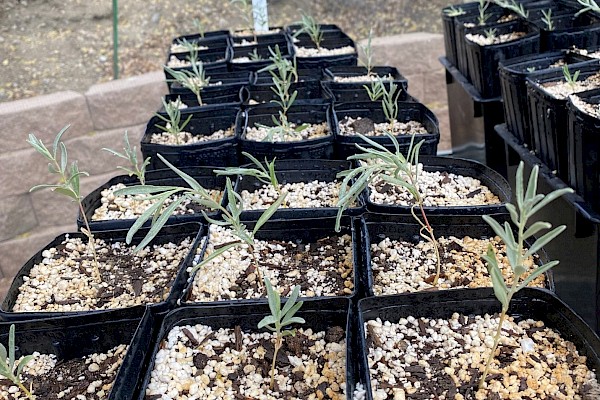 Freshly potted up salt bush growing in the Desert Plant Conservation Center