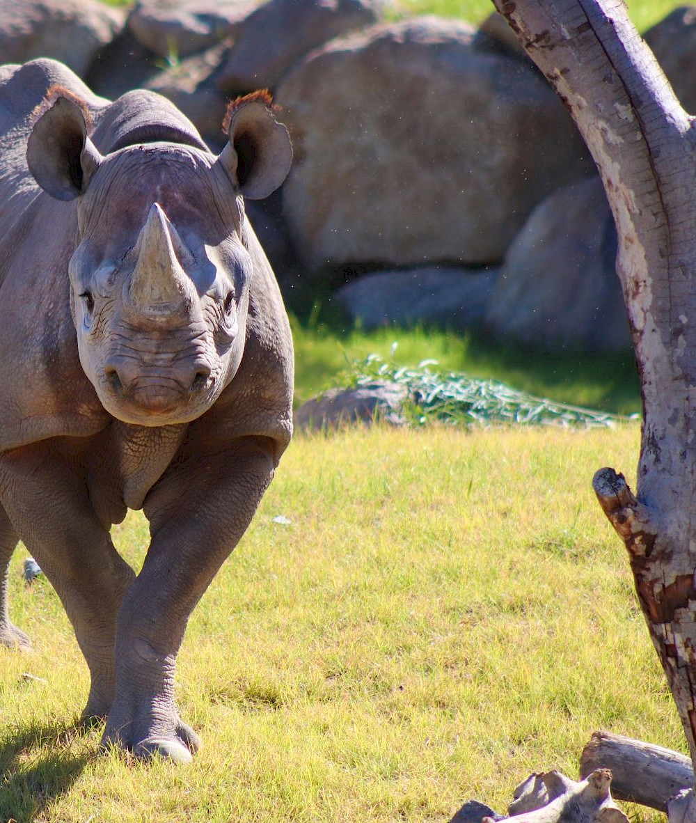 Rhino Savanna - Now Open!