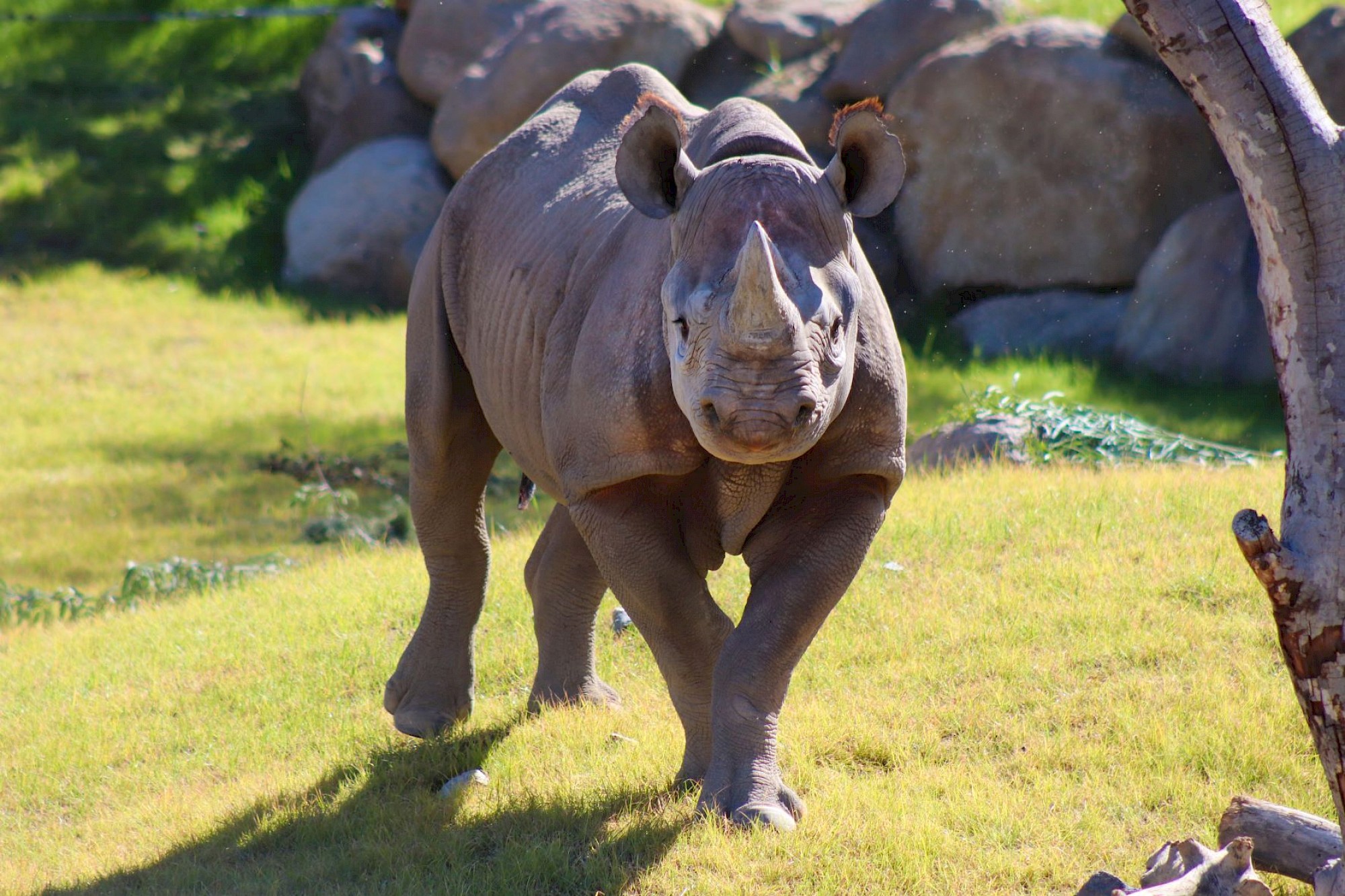 Rhino Savanna - Now Open!