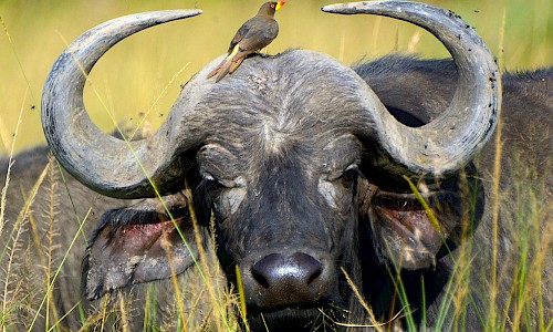 African buffalo and a red-billed oxpecker