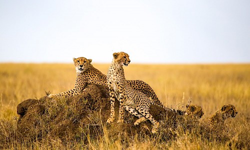 Cheetahs in Tanzania