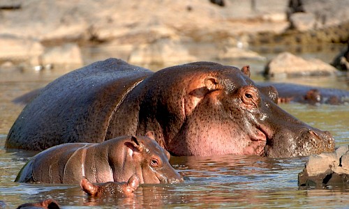 Hippo mother and her calf