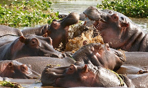 Hippos fighting in water