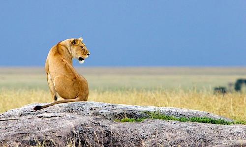 Lion Alone in Tanzania