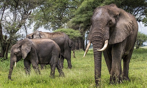 Elephants in Tarangire national park