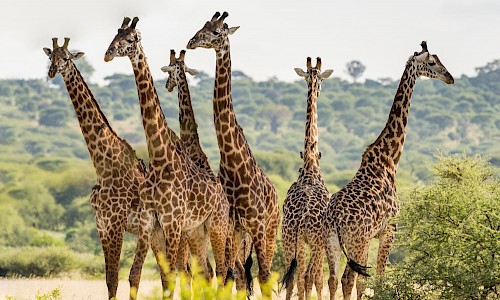 Giraffe in Tarangire National Park