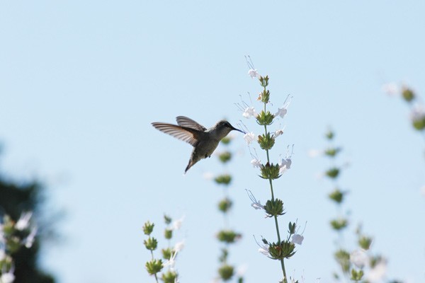 hummingbird pollinator at the living desert