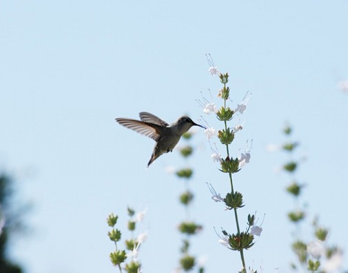 hummingbird pollinator at the living desert