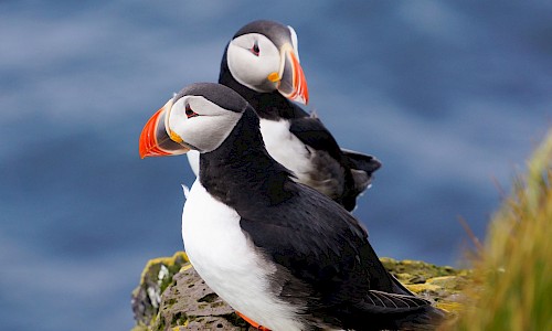 Puffin on the island