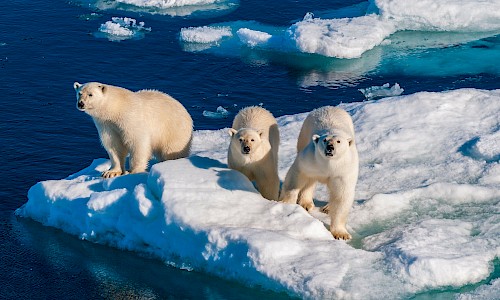 Three polar bares on the ice