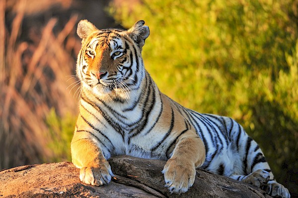 Bangel Tiger in India