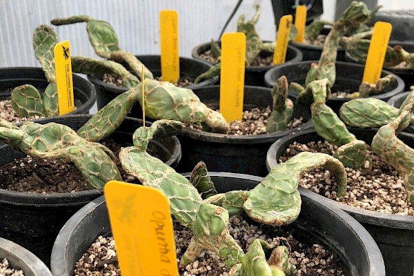 Recently potted up Opuntia species received by The Living Desert as a Plant Rescue Center.