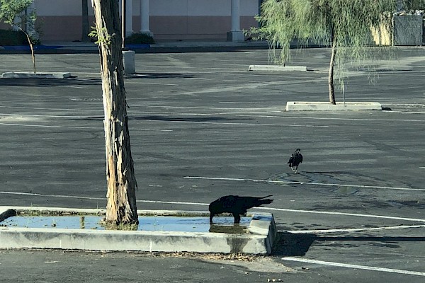 Raven drinking from parking lot planter