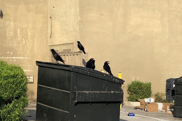 Ravens feasting on uncovered trashcans