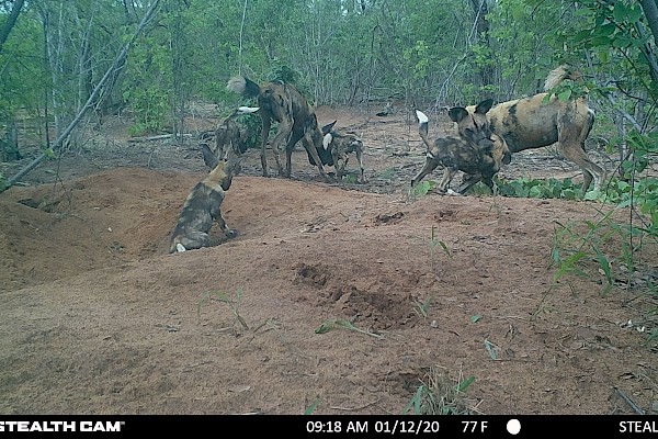 Mealtime for a painted dog family at their den.