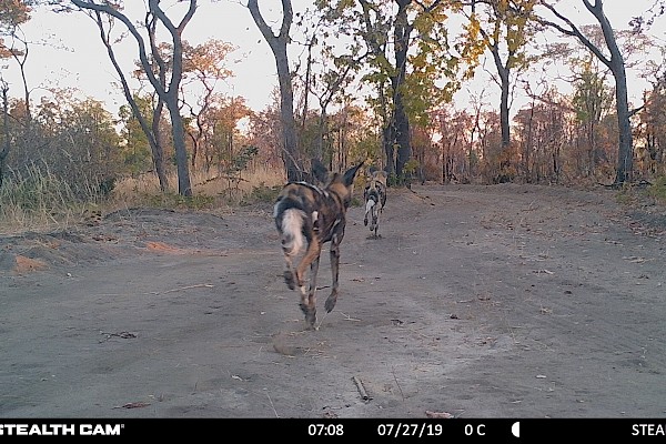 Painted dog pair on the move .