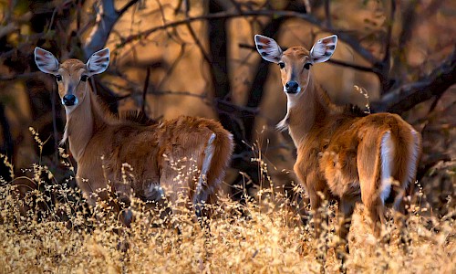 antelope in india